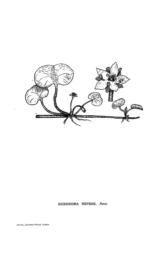 no HD illustration available (m5)