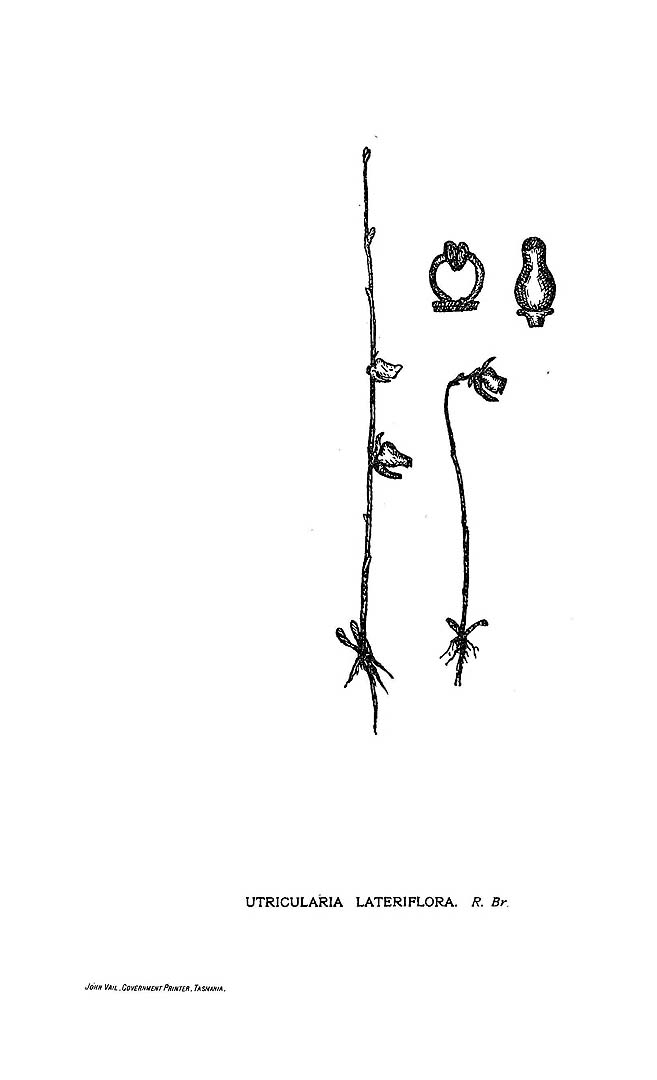 no HD illustration available (m5)