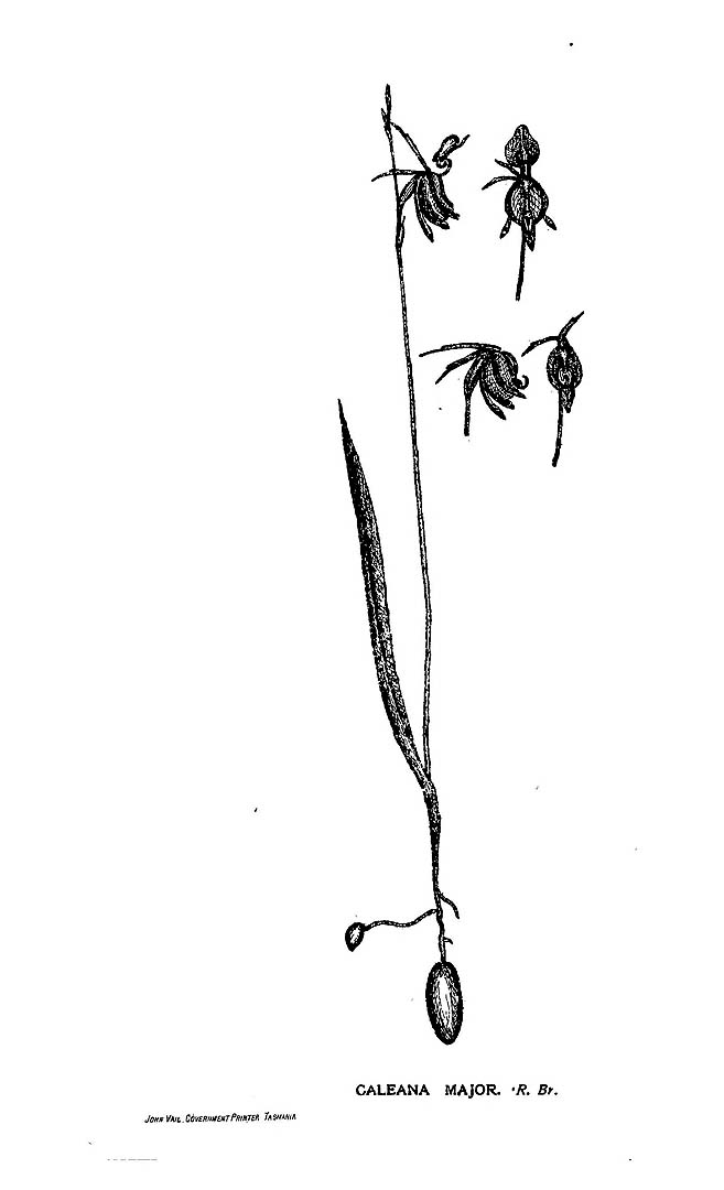 no HD illustration available (m5)