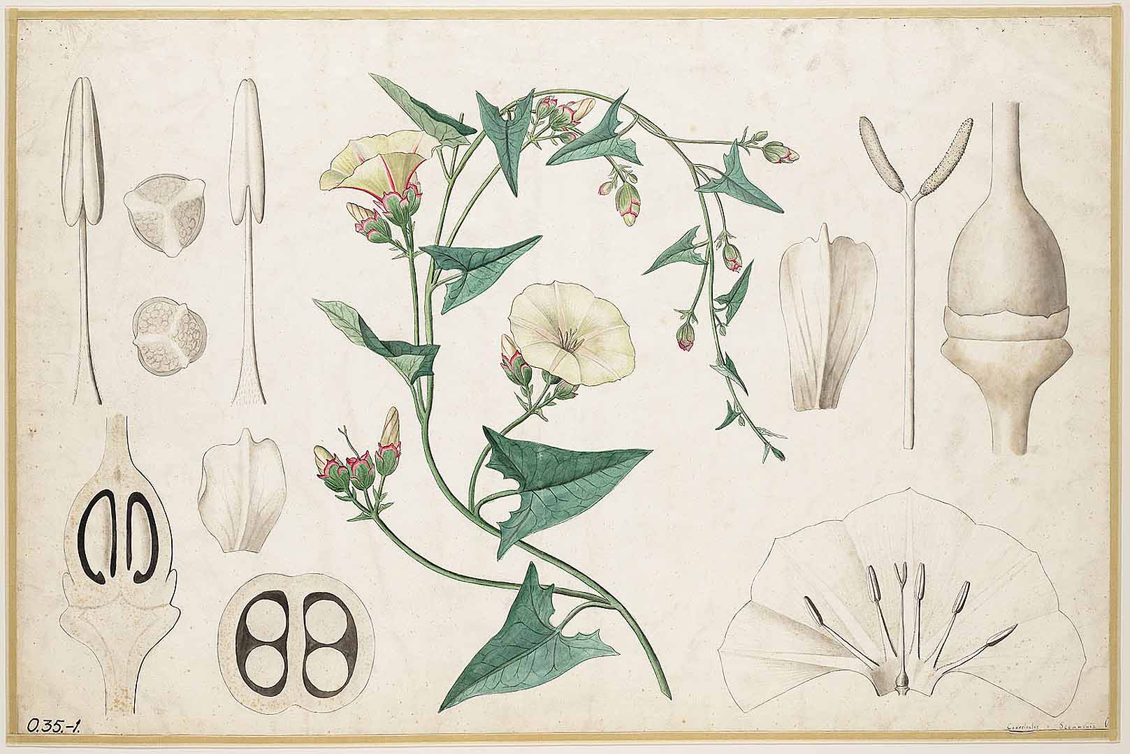 no HD illustration available (m5)