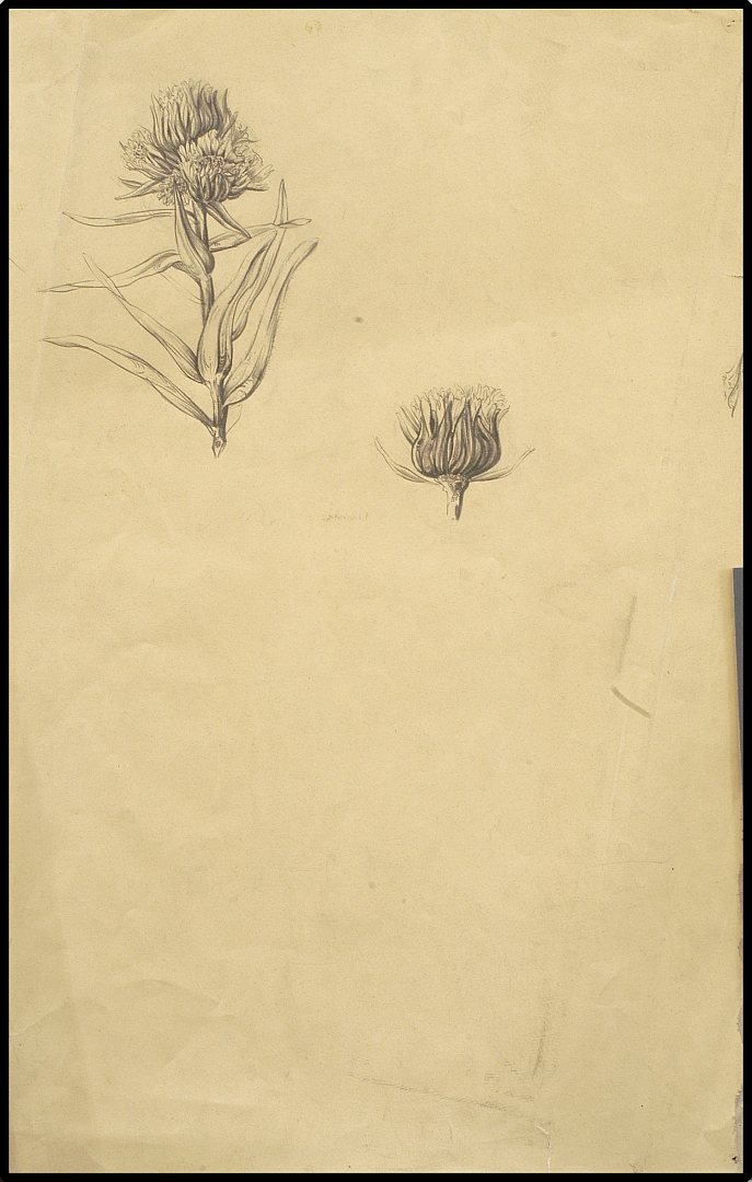 no HD illustration available (m5)
