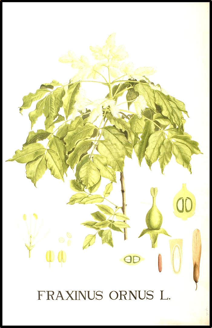 no HD illustration available (m5)