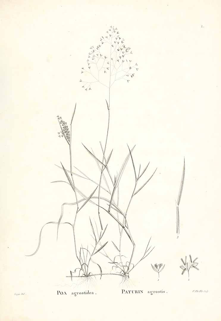 no HD illustration available (m5)