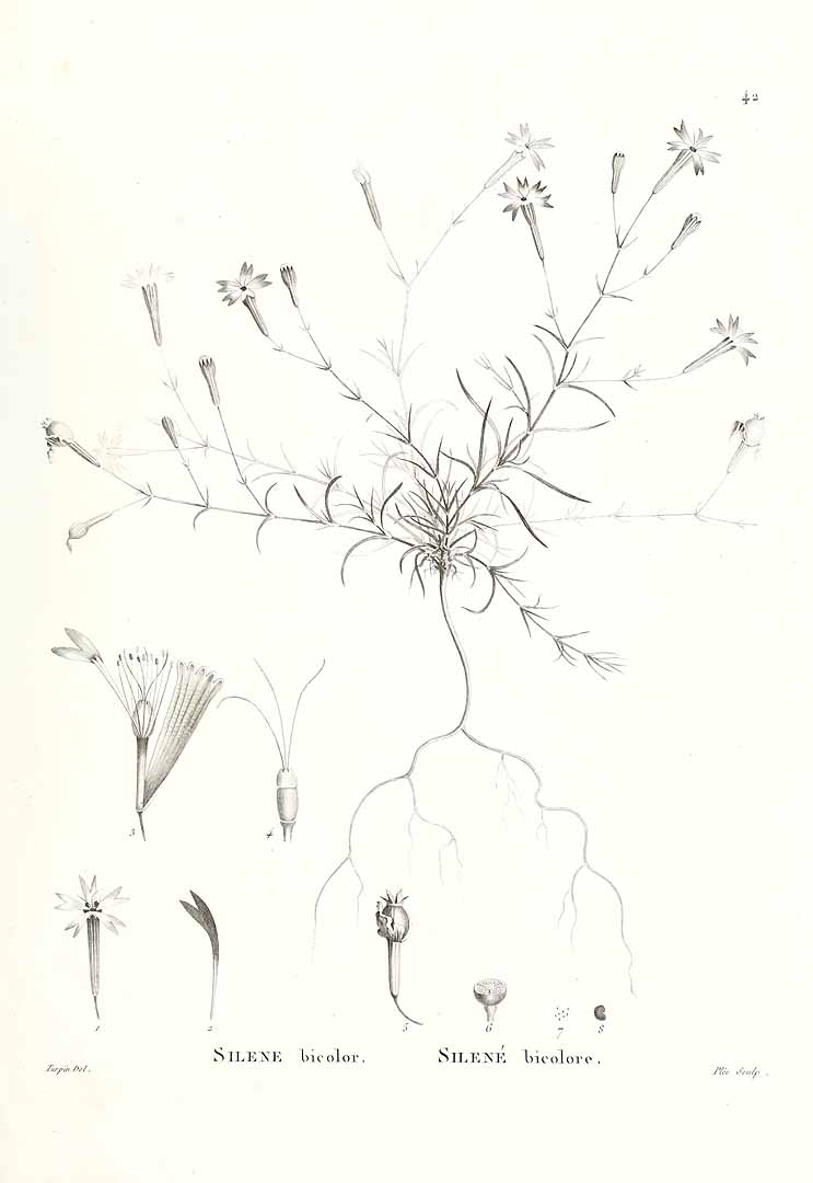 no HD illustration available (m1)