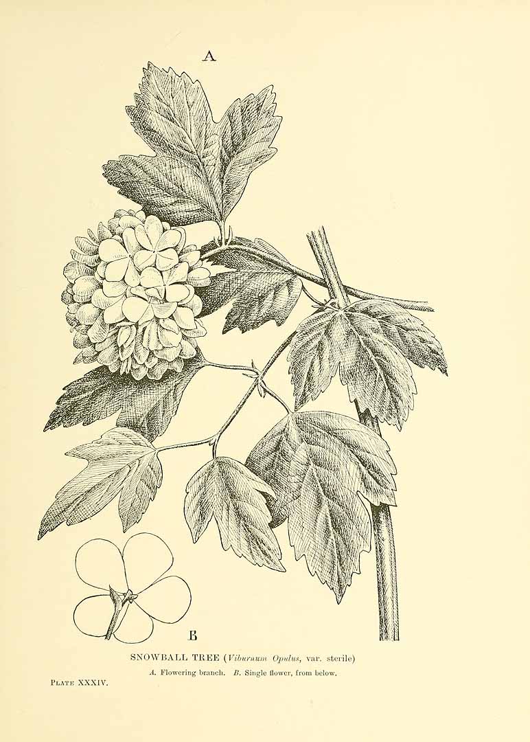 no HD illustration available (m5)
