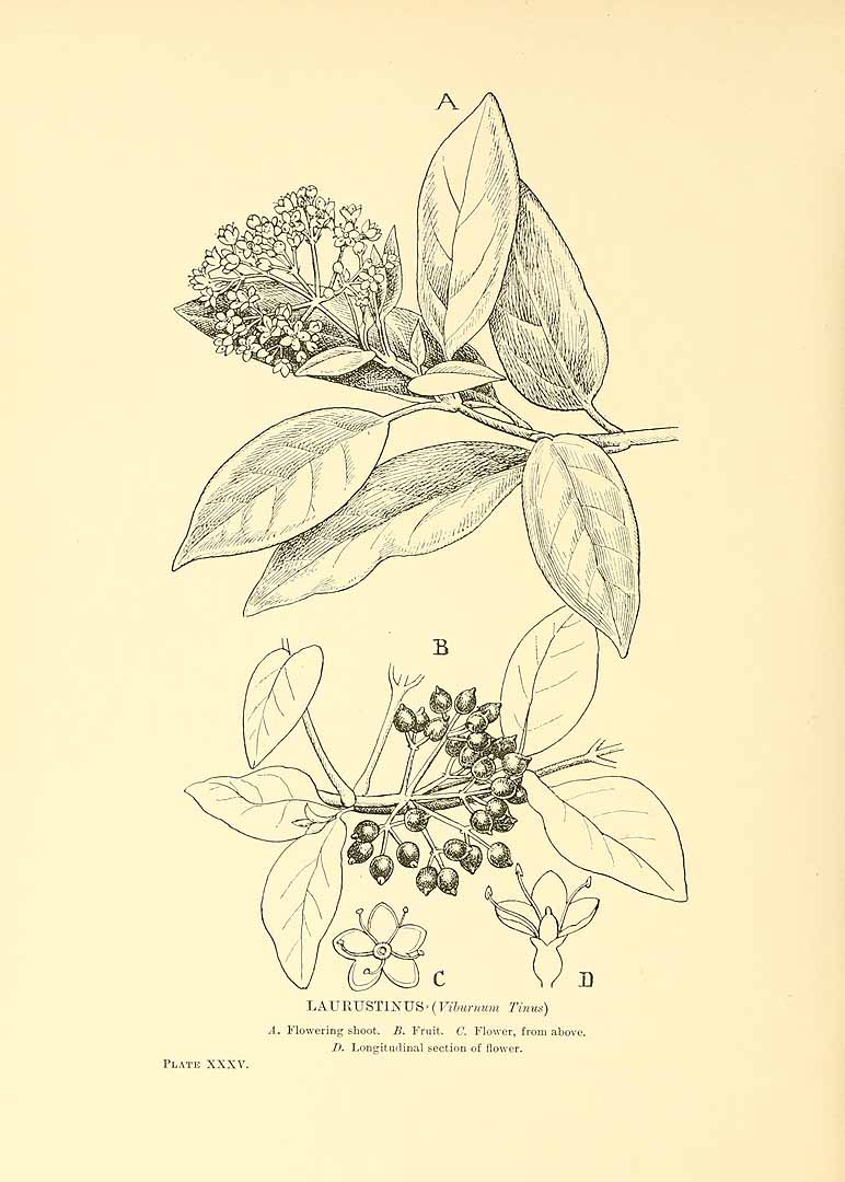 no HD illustration available (m5)