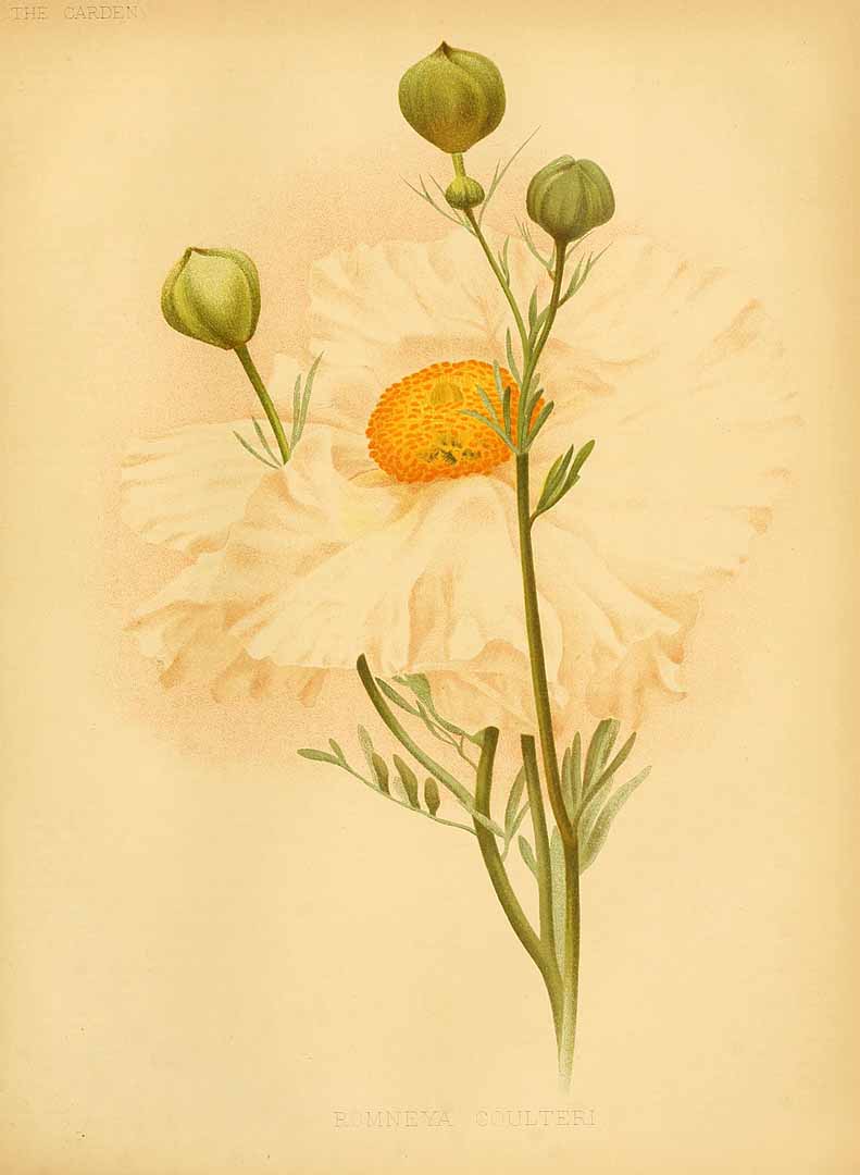 no HD illustration available (m5)