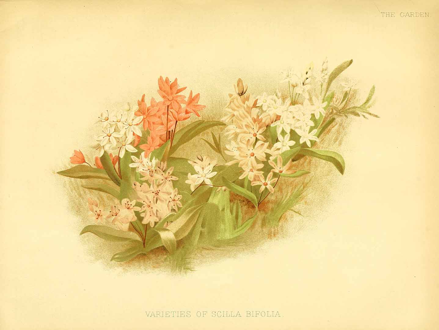 no HD illustration available (m5)