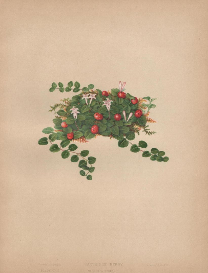 no HD illustration available (m5)
