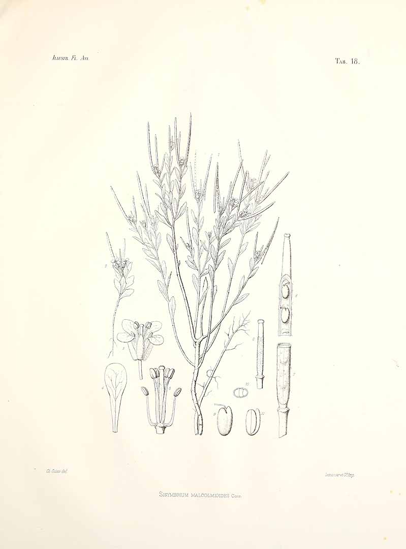 no HD illustration available (m5)