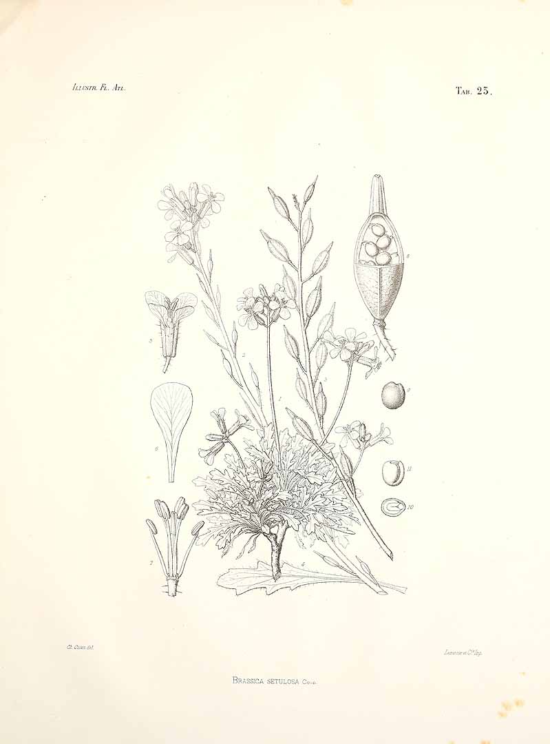 no HD illustration available (m5)