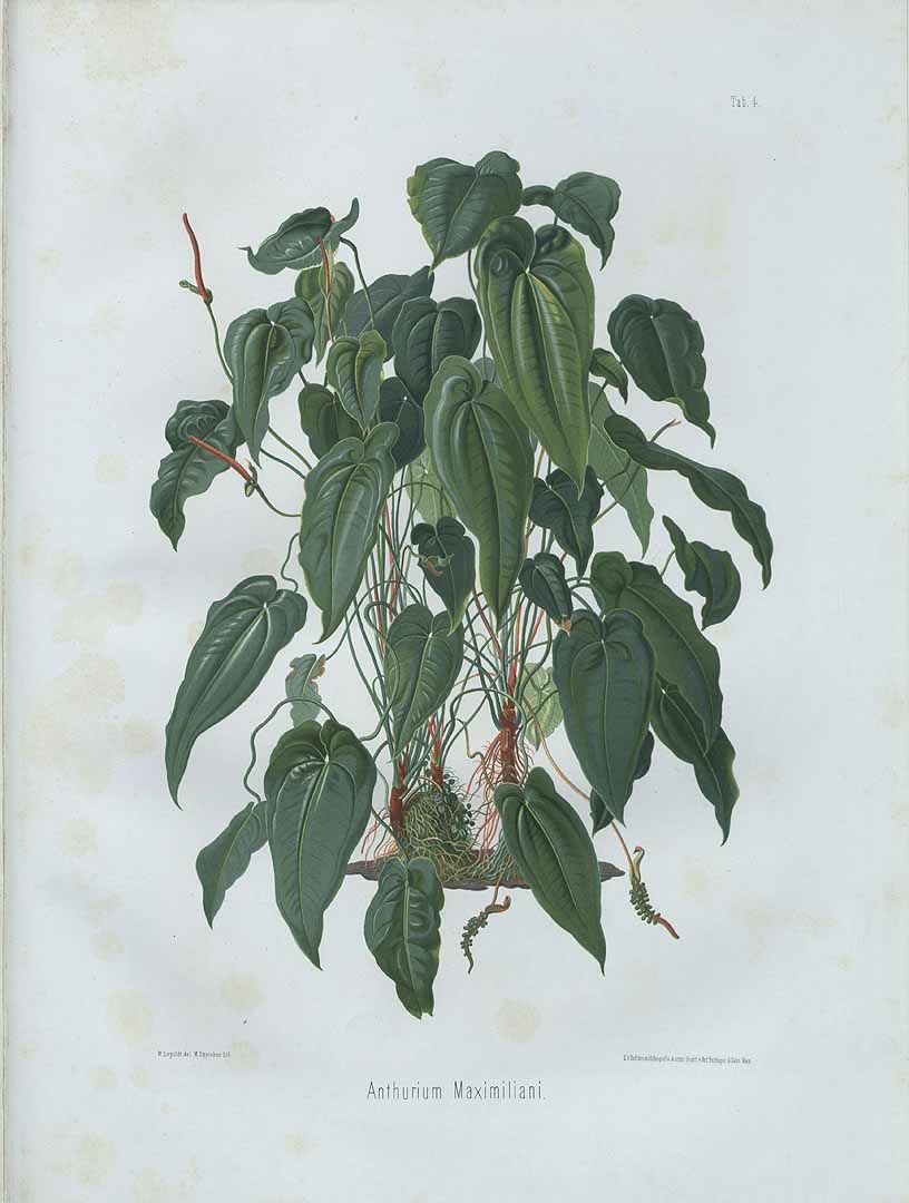 no HD illustration available (m5)