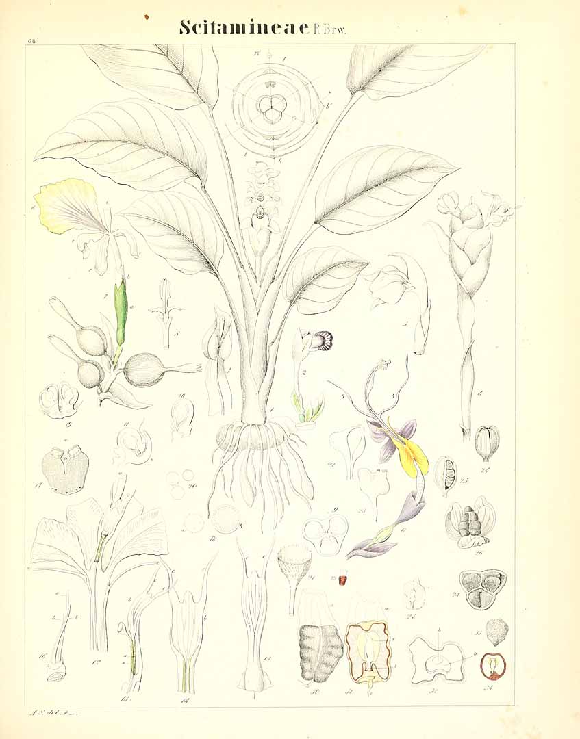 no HD illustration available (m5)