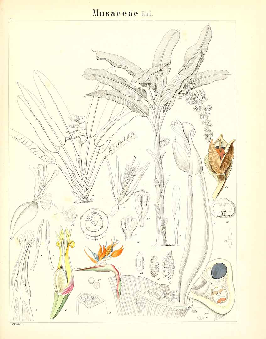 no HD illustration available (m5)