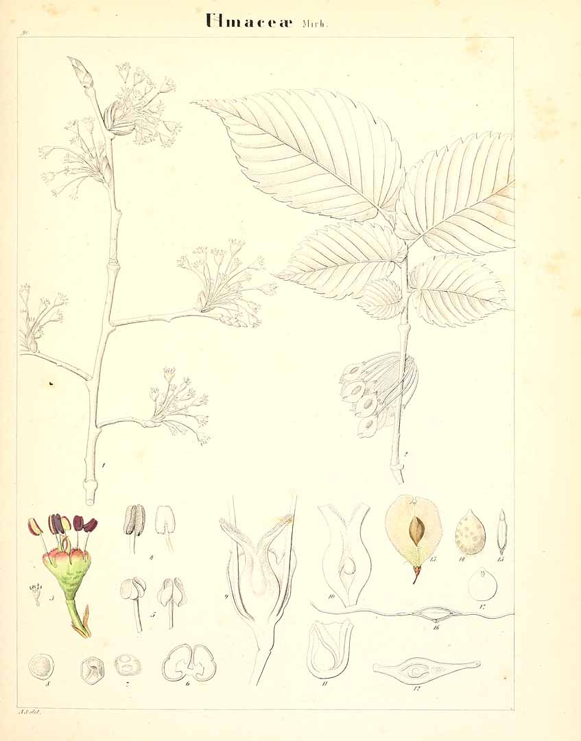 no HD illustration available (m5)