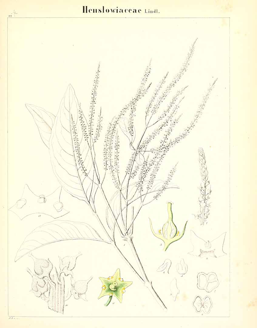 no HD illustration available (m5)