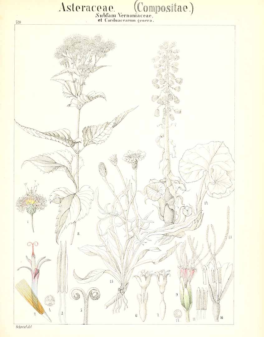 no HD illustration available (m5)