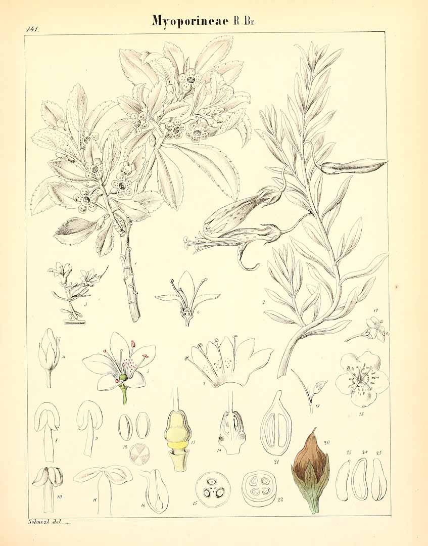 no HD illustration available (m5)