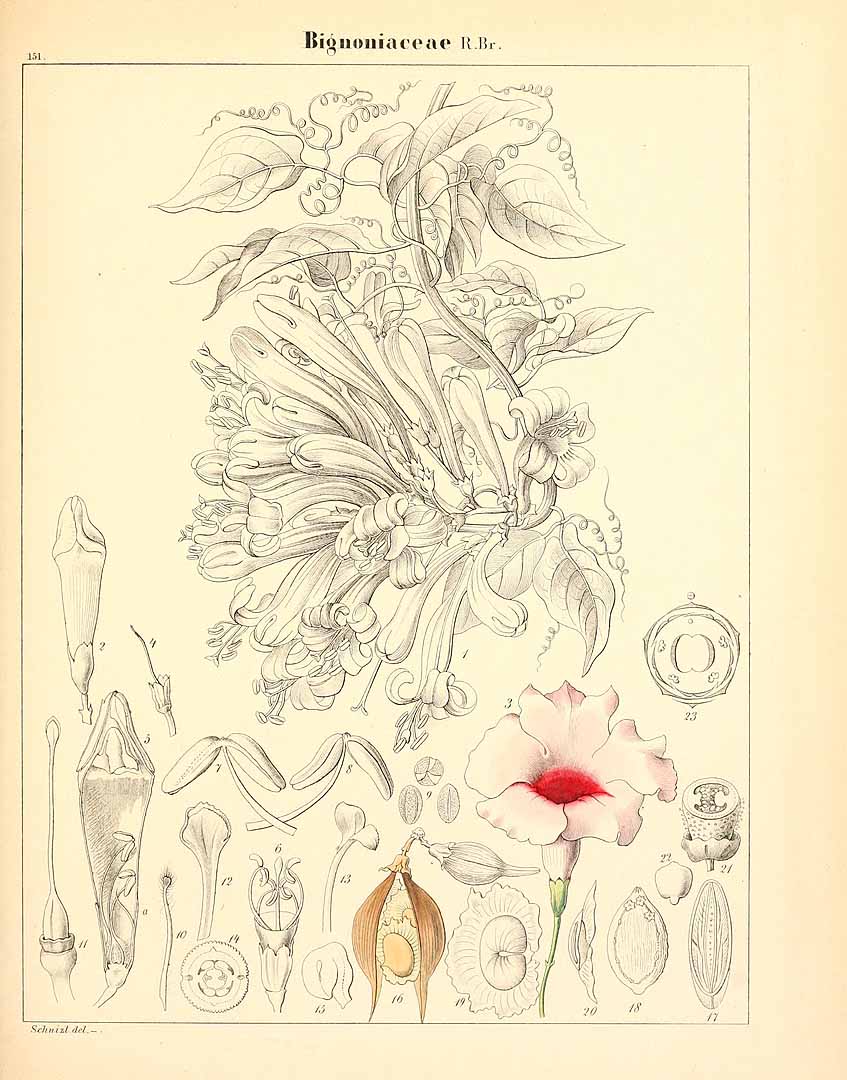 no HD illustration available (m5)