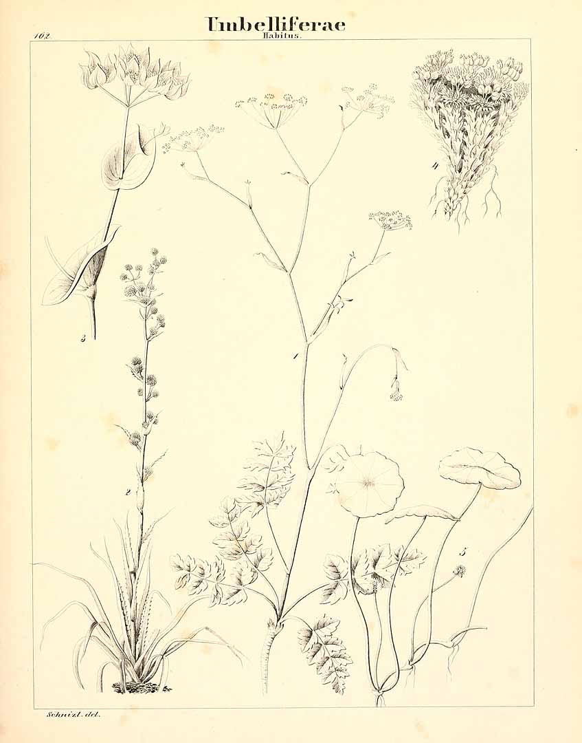 no HD illustration available (m5)