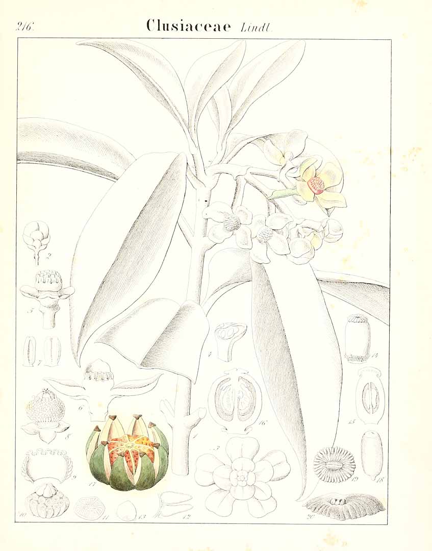 no HD illustration available (m5)