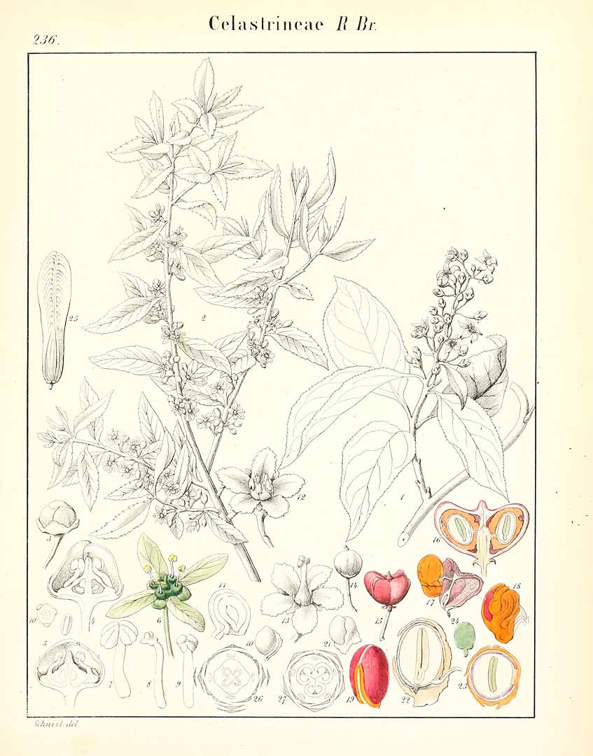 no HD illustration available (m5)