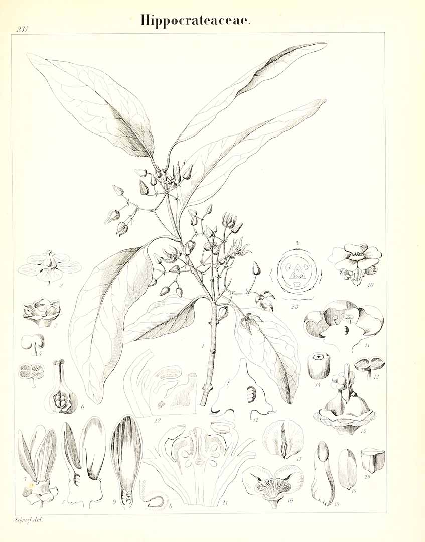 no HD illustration available (m5)