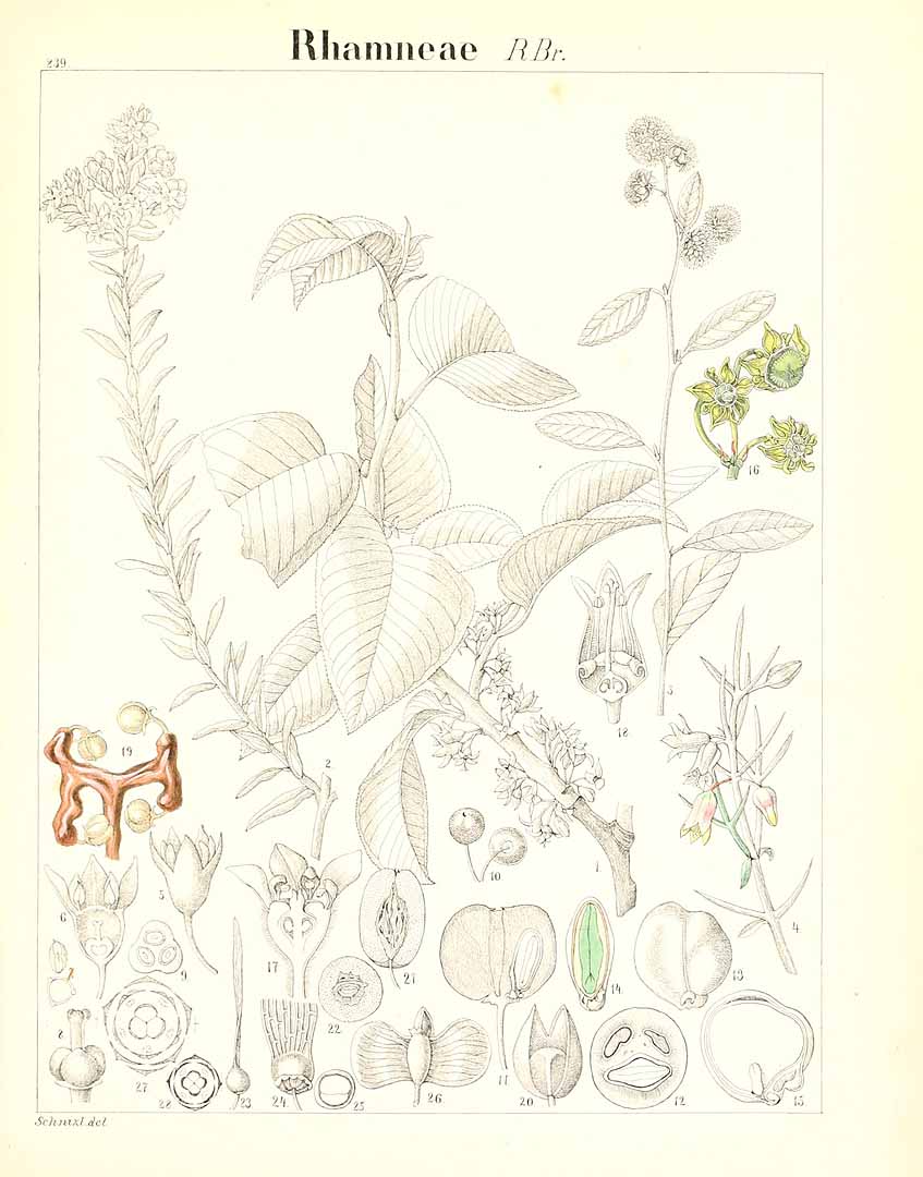no HD illustration available (m5)