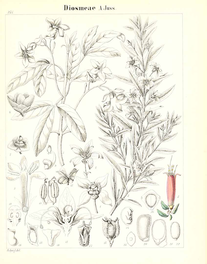 no HD illustration available (m5)
