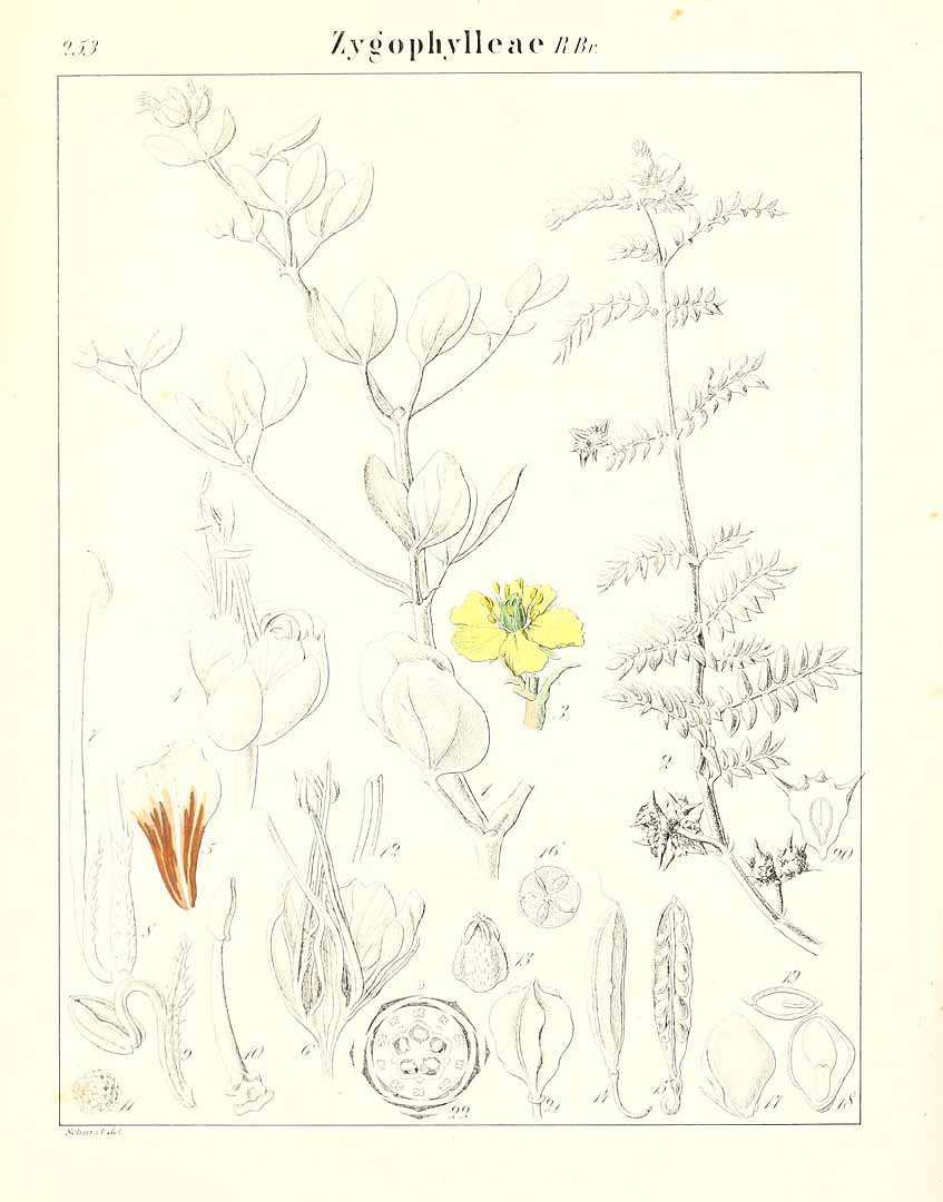 no HD illustration available (m5)