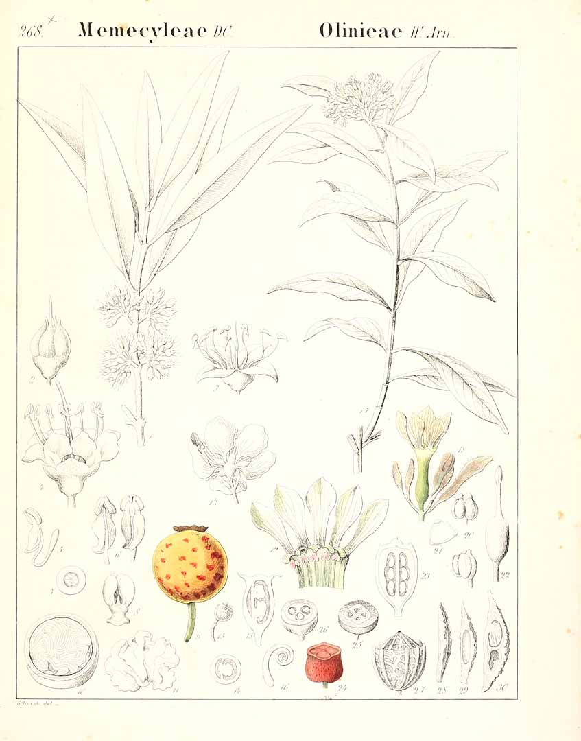 no HD illustration available (m5)