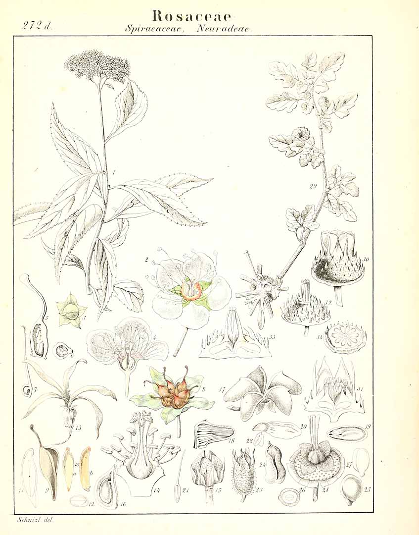 no HD illustration available (m5)