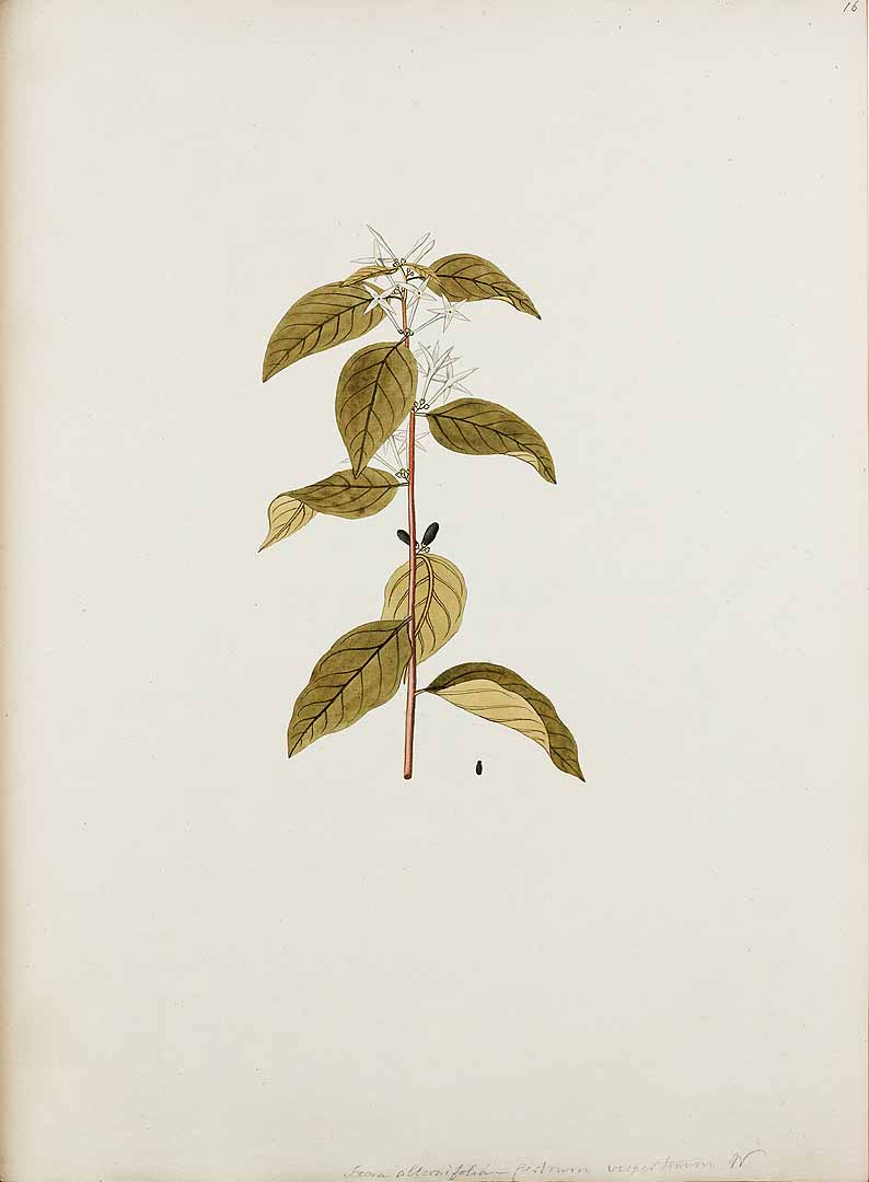 no HD illustration available (m5)