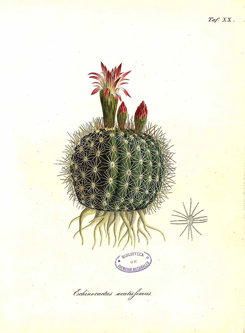 no HD illustration available (m5)