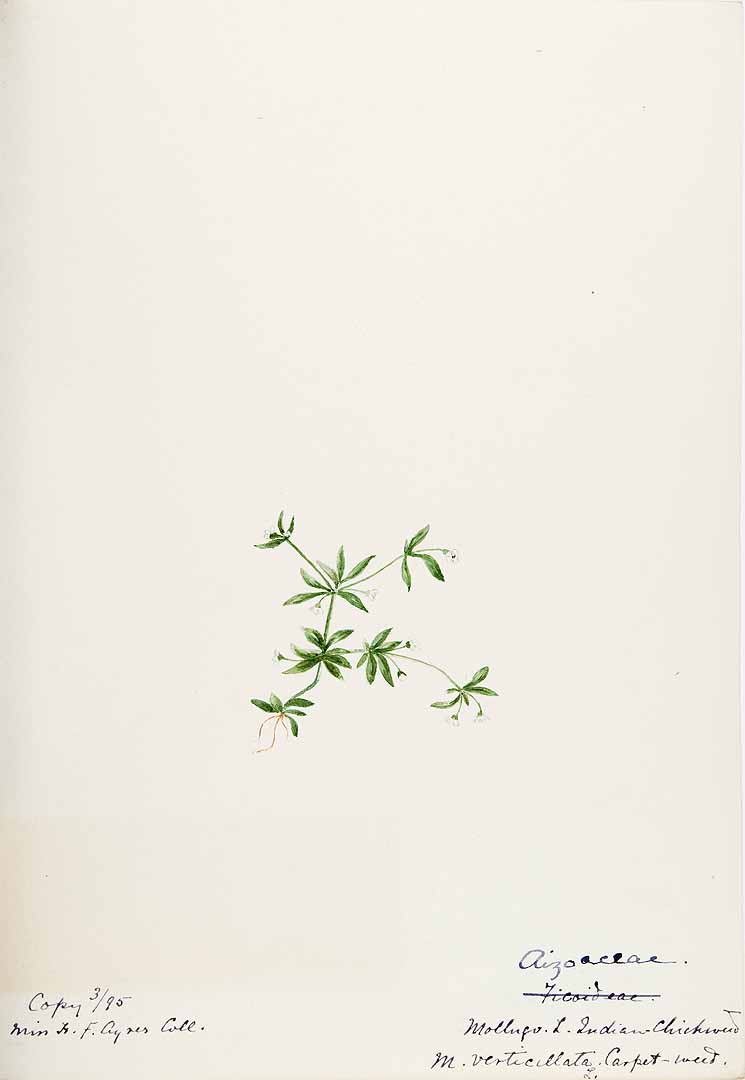 no HD illustration available (m5)