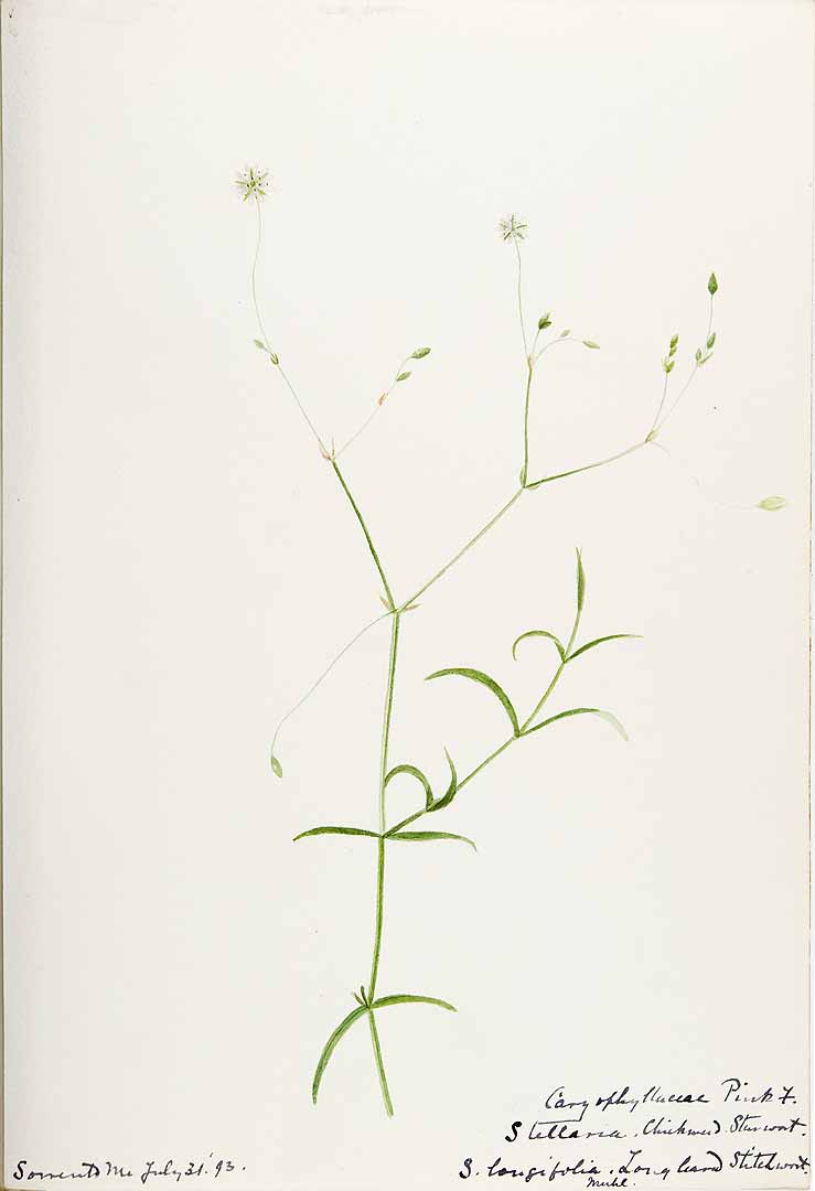 no HD illustration available (m5)