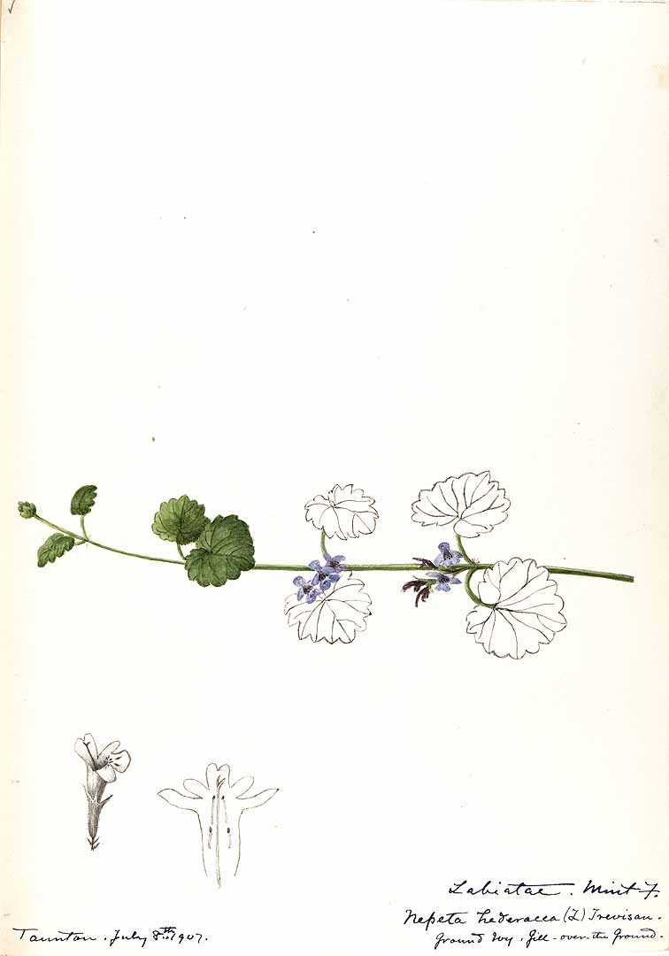 no HD illustration available (m1)