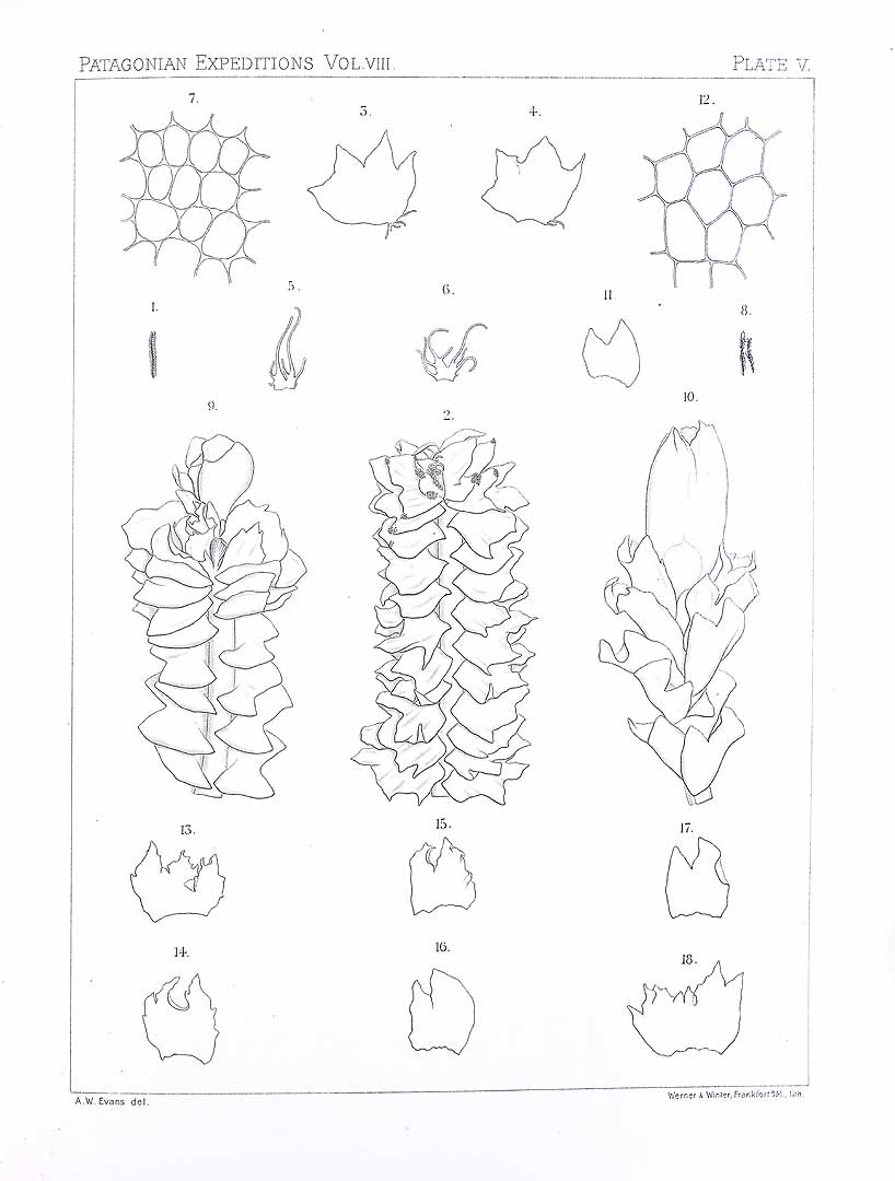 no HD illustration available (m5)