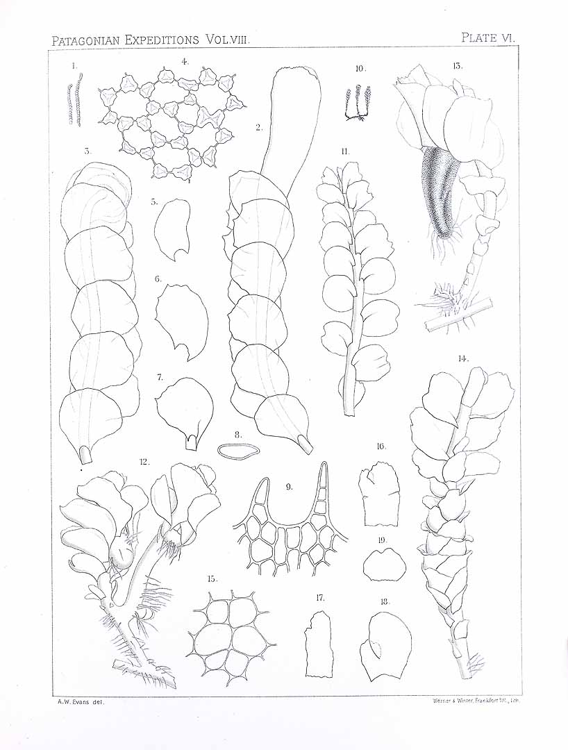 no HD illustration available (m5)