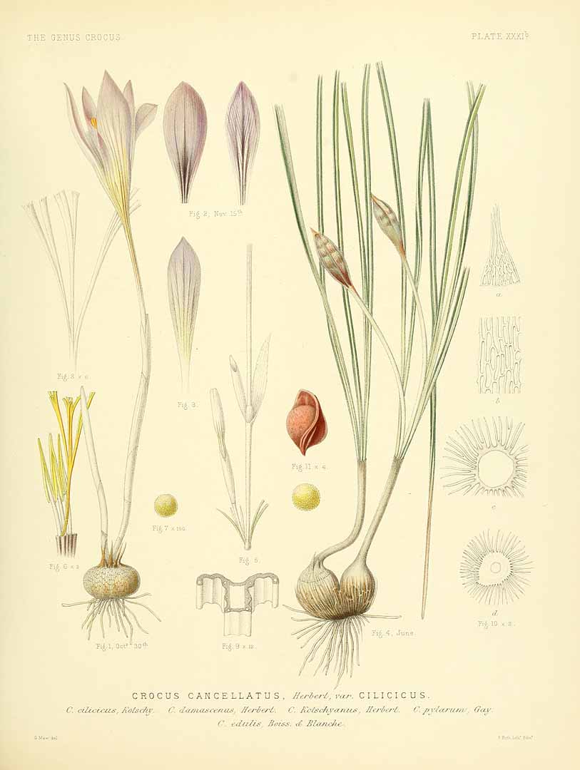 no HD illustration available (m5)