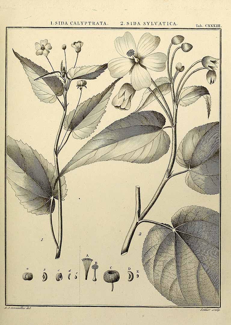 no HD illustration available (m5)