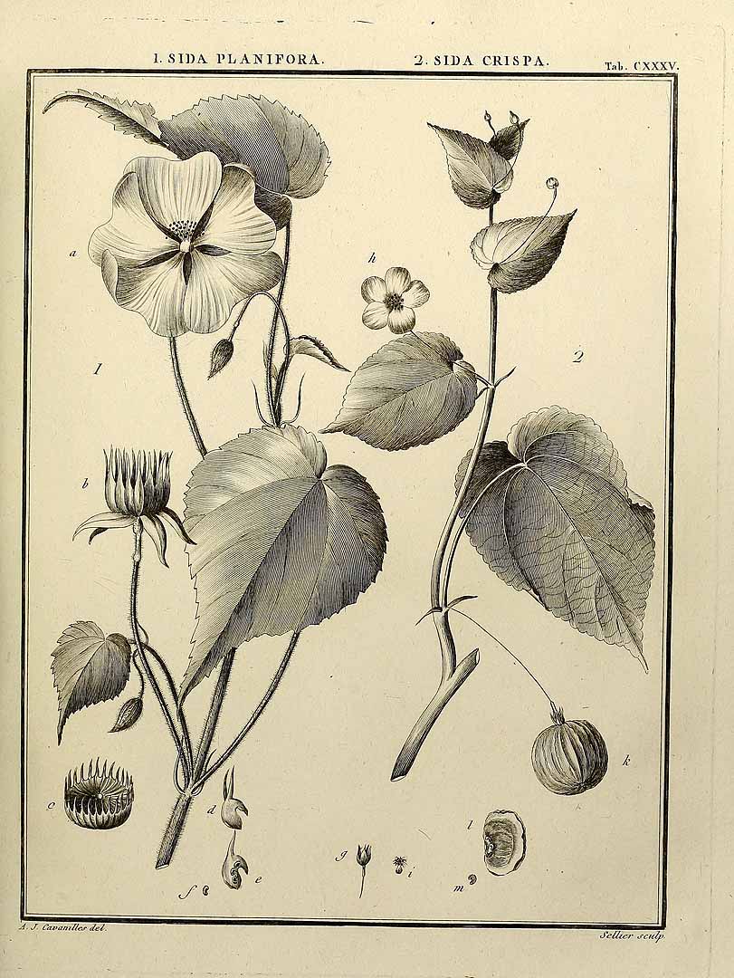 no HD illustration available (m5)