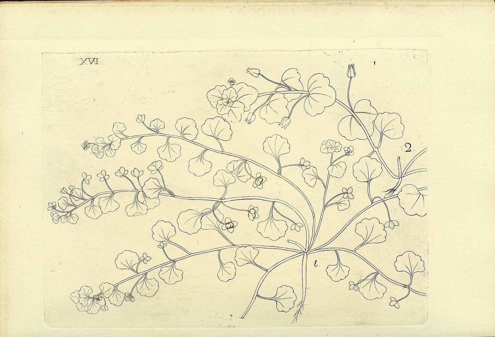 no HD illustration available (m5)