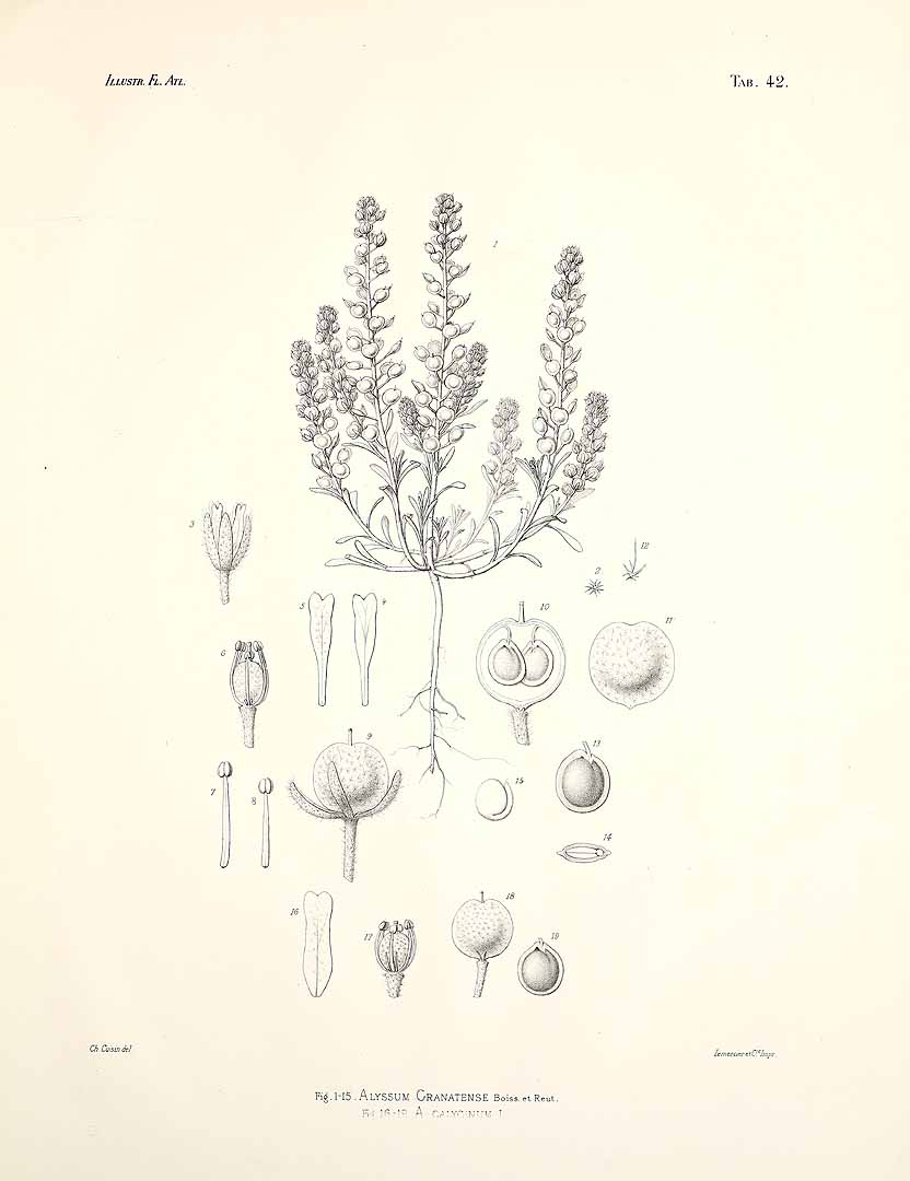 no HD illustration available (m5)