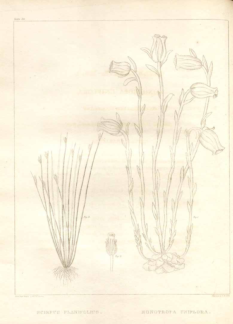 no HD illustration available (m5)
