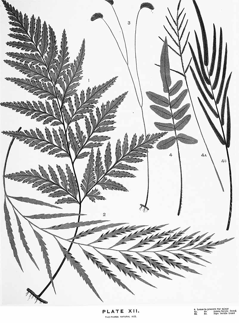 no HD illustration available (m5)
