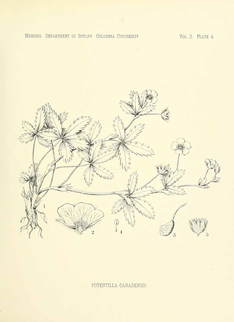 no HD illustration available (m5)
