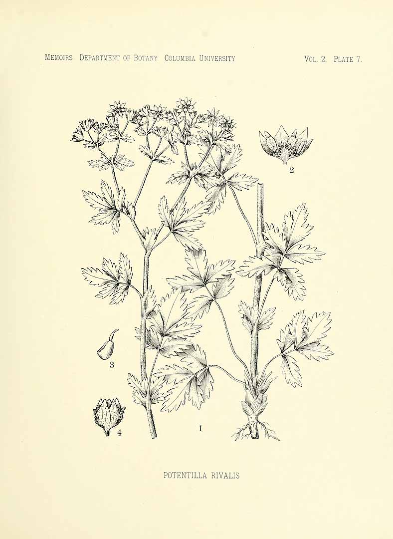 no HD illustration available (m5)
