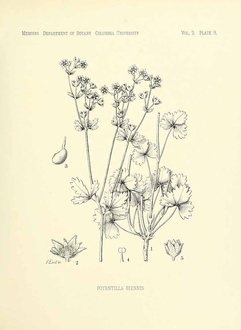 no HD illustration available (m5)
