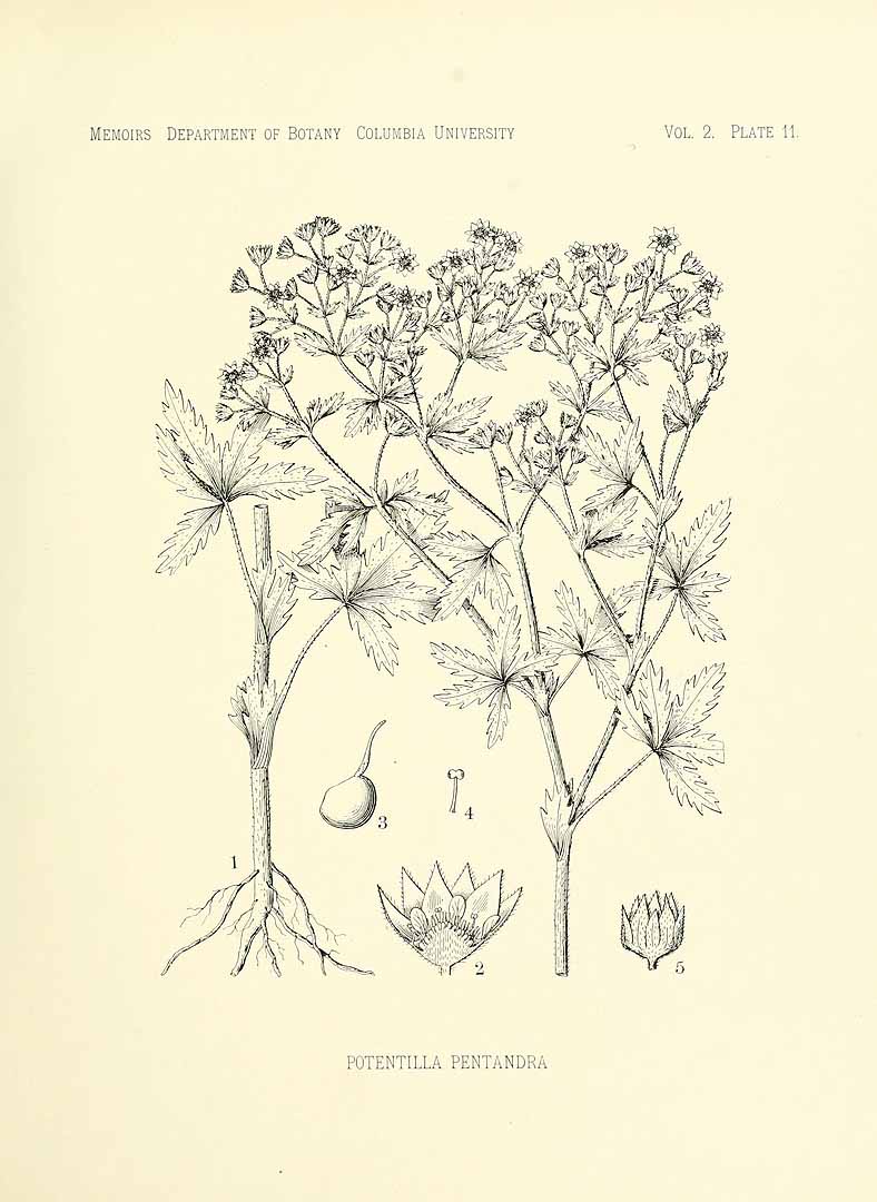 no HD illustration available (m5)